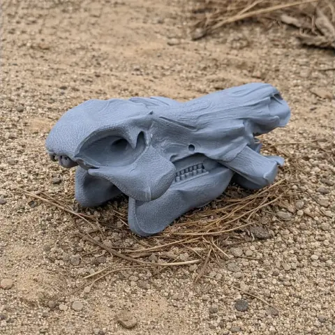 3D-printed wild boar skull replica on a sandy surface.