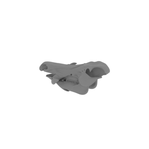 Wild Boar Skull.stl