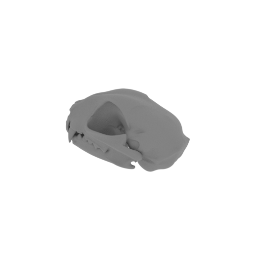 Wildcat Skull.stl