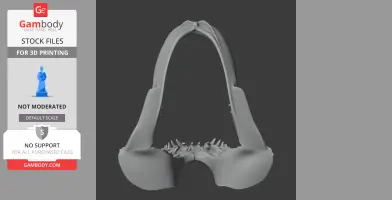 Whitespotted Bamboo Shark Skull - Skull Replica STL