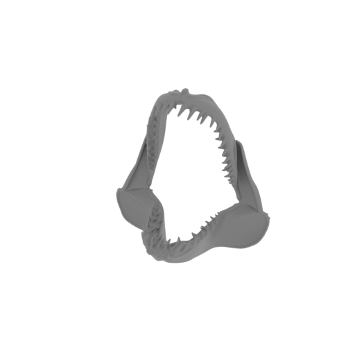 Whitespotted Bamboo Shark Skull.stl