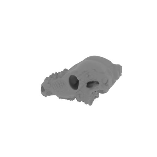 Zhongjianosaurus Skull.stl