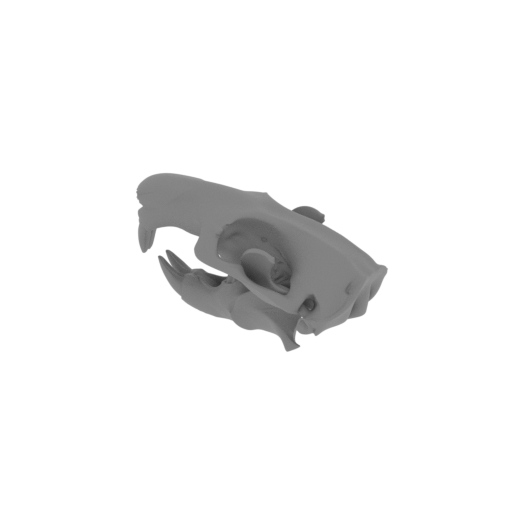Beaver Skull.stl