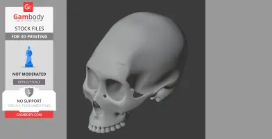 3D model of a human skull, side view, designed for 3D printing, showing detailed bone structure.