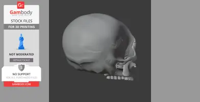 Side profile of a detailed 3D skull model, designed for printing, displayed in gray.