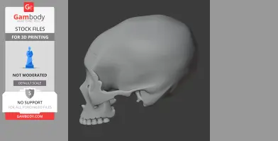 3D model of a detailed skull replica viewed from the side, ready for 3D printing.