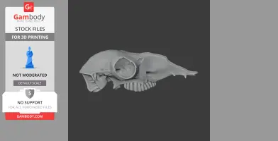 A detailed side view of a 3D-printable skull model with visible teeth and intricate bone structures.