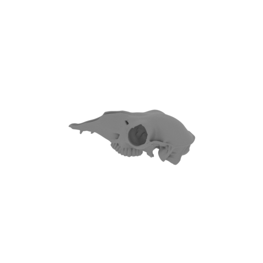 Kurupi itaata Skull.stl