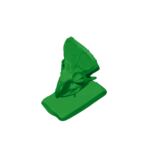 Lamaceratops Skull.3mf