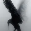  ihawk 